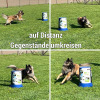 2024_hundeplus_divgruppen_IMG_9748