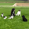 2025_hundeplus_divgruppen_IMG_9098