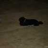 2008_dogdancing_DSC03135