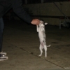 2008_dogdancing_DSC03145