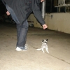 2008_dogdancing_DSC03146
