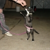 2008_dogdancing_DSC03151