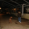 2008_dogdancing_DSC03191