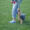 2009_dogdancing_DSC03734