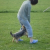 2009_dogdancing_DSC03736