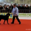 2012_dogdancing_IMG_5597