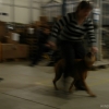 2009_dogdancing_schnuppi_DSC03613