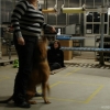 2009_dogdancing_schnuppi_DSC03614