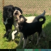 2019_hundeplus_Rudelgruppen_IMG_4104