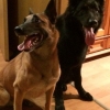 2014_hundeferien_bayern_IMG_6327