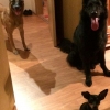 2014_hundeferien_bayern_IMG_6328