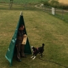 2014_hundeferien_bayern_IMG_6360