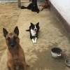2014_hundeferien_bayern_IMG_6393
