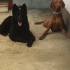 2014_hundeferien_bayern_IMG_6394