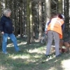 2011_hundeferien_schwarzwald_Baby_Cseles_beim_Trailen