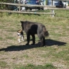 2011_hundeferien_schwarzwald_DSC07132