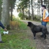 2011_hundeferien_schwarzwald_Gerry_beim_Trailen