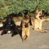 2011_hundeferien_schwarzwald_Panda2C_Lobbo_und_Risha