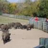 2011_hundeferien_schwarzwald_Schwarzwaldpark_Wildsauen