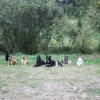 2011_hundeferien_schwarzwald_fast_alle_auf_einem_Bild