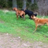 2013_hundeferien_schwarzwald_april_IMG_2605