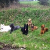 2013_hundeferien_schwarzwald_april_IMG_2618