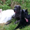 2013_hundeferien_schwarzwald_april_IMG_2632