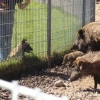 2012_schwarzwald_fruehling_DSC07271_Huuunger