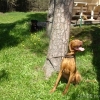 2012_schwarzwald_fruehling_DSC07290_CSELES