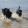2012_schwarzwald_fruehling_DSC07314