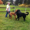 2012_hundeferien_oktober_IMG_1488