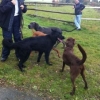 2012_hundeferien_oktober_IMG_1493