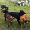 2012_hundeferien_oktober_IMG_1494