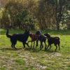 2012_hundeferien_oktober_IMG_1508