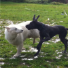 2012_hundeferien_oktober_IMG_1510