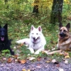 2012_hundeferien_oktober_IMG_1512