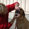 2008_hundefuehrerschein_DSC_0024