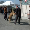 2008_hundefuehrerschein_DSC_0035