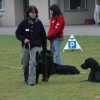 2008_hundefuehrerschein_DSC_0119