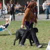 2008_hundefuehrerschein_DSC_0245