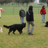 2008_hundefuehrerschein_DSC_0303