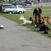 2008_hundefuehrerschein_DSC_0319