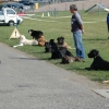 2008_hundefuehrerschein_DSC_0322