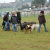 2008_hundefuehrerschein_DSC_0324