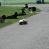 2008_hundefuehrerschein_DSC_0348