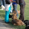 2008_hundefuehrerschein_DSC_0363