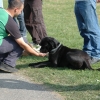 2008_hundefuehrerschein_DSC_0377