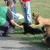 2008_hundefuehrerschein_DSC_0379