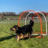 2020-03_hundeplus_nadac_IMG_7059