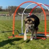 2020-03_hundeplus_nadac_IMG_7070